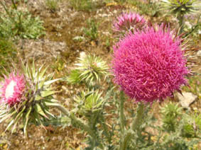 Carduus nutans